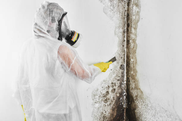 Best Home Mold Removal  in Bren Bow, OK