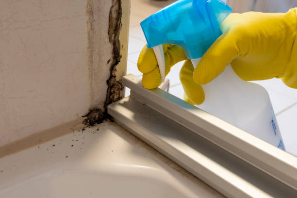 Professional Mold Removal in Broken Bow, OK