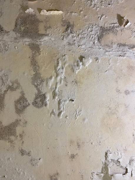 Best Mold Cleaning Services  in Bren Bow, OK