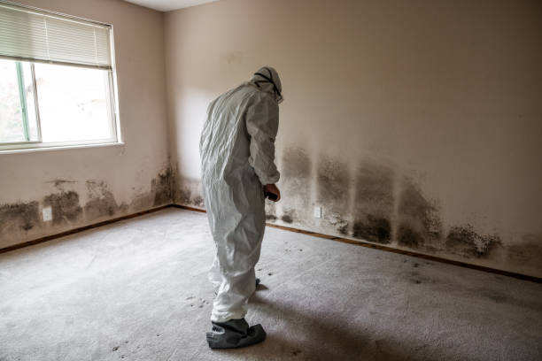Best Home Mold Removal  in Bren Bow, OK