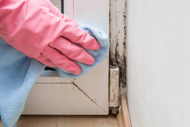 Best Best Mold Removal Companies  in Bren Bow, OK